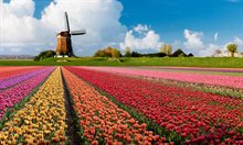 Bloemenveld met molen